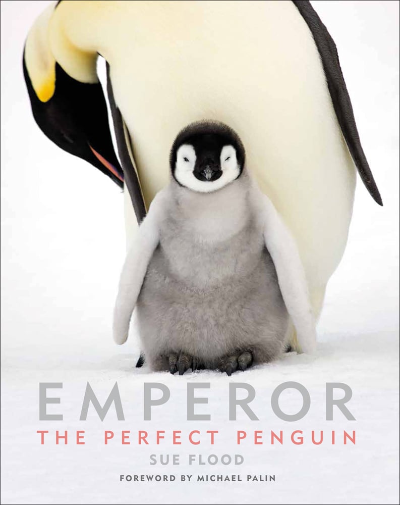 Colour photo of a fluffy penguin chick standing in front of an adult Emperor penguin with Emperor The Perfect Penguin in grey and red capital letters below
