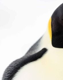 Book cover of Emperor The Perfect Penguin, featuring an Emperor penguin with flurry chick. Published by ACC Art Books.