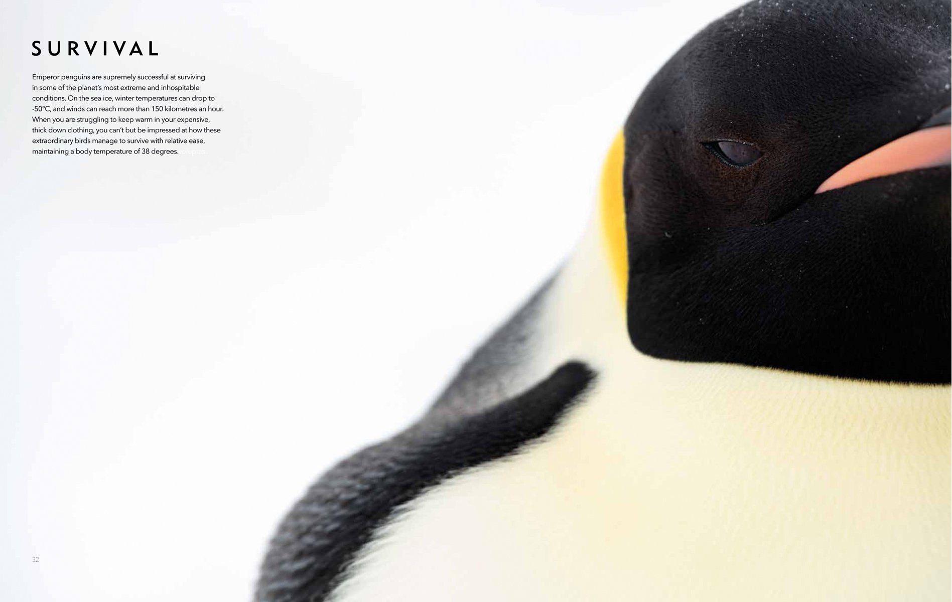 Colour photo of a fluffy penguin chick standing in front of an adult Emperor penguin with Emperor The Perfect Penguin in grey and red capital letters below