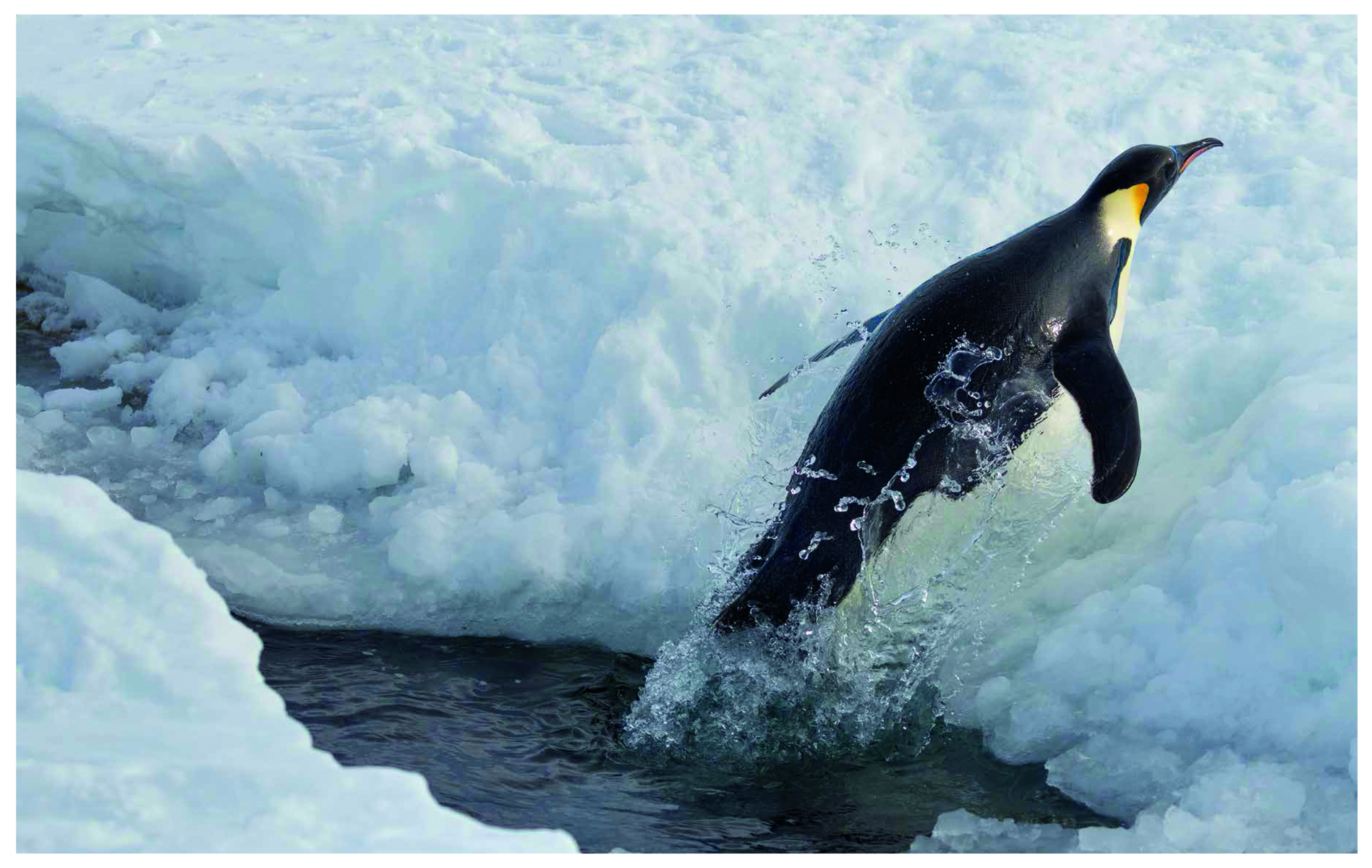 Emperor penguin with flurry chick, on cover of 'Emperor The Perfect Penguin', by ACC Art Books.