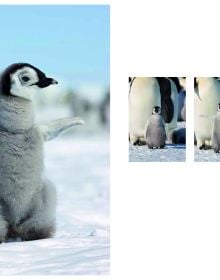 Emperor penguin with flurry chick, on cover of 'Emperor The Perfect Penguin', by ACC Art Books.