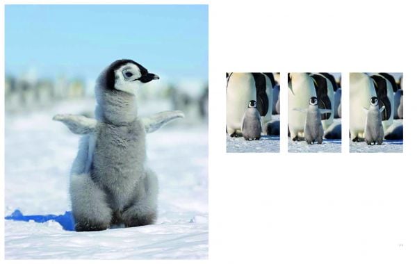 Book cover of Emperor The Perfect Penguin, featuring an Emperor penguin with flurry chick. Published by ACC Art Books.