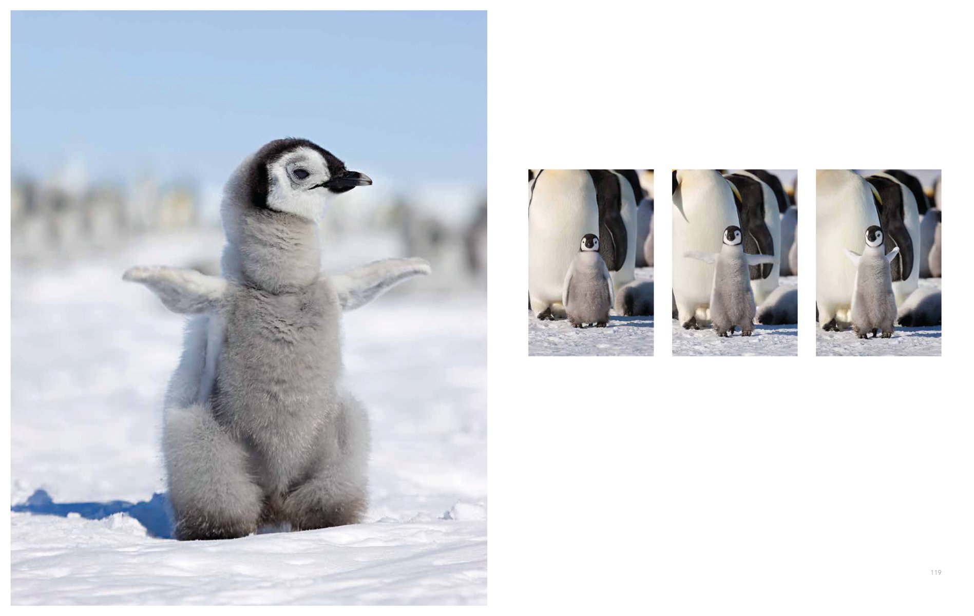 Emperor penguin with flurry chick, on cover of 'Emperor The Perfect Penguin', by ACC Art Books.