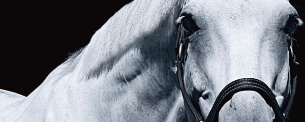 Two horses facing each other, one brown, one white, on black cover of 'Horse Whisperings', by ACC Art Books.