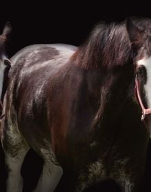 Two horses facing each other, one brown, one white, on black cover of 'Horse Whisperings', by ACC Art Books.