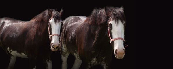 Two horses facing each other, one brown, one white, on black cover of 'Horse Whisperings', by ACC Art Books.