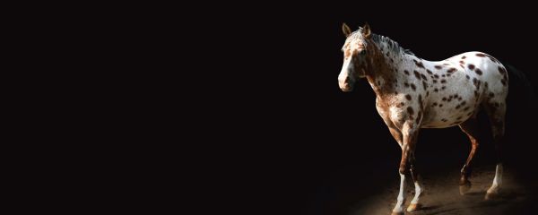 Two horses facing each other, one brown, one white, on black cover of 'Horse Whisperings', by ACC Art Books.
