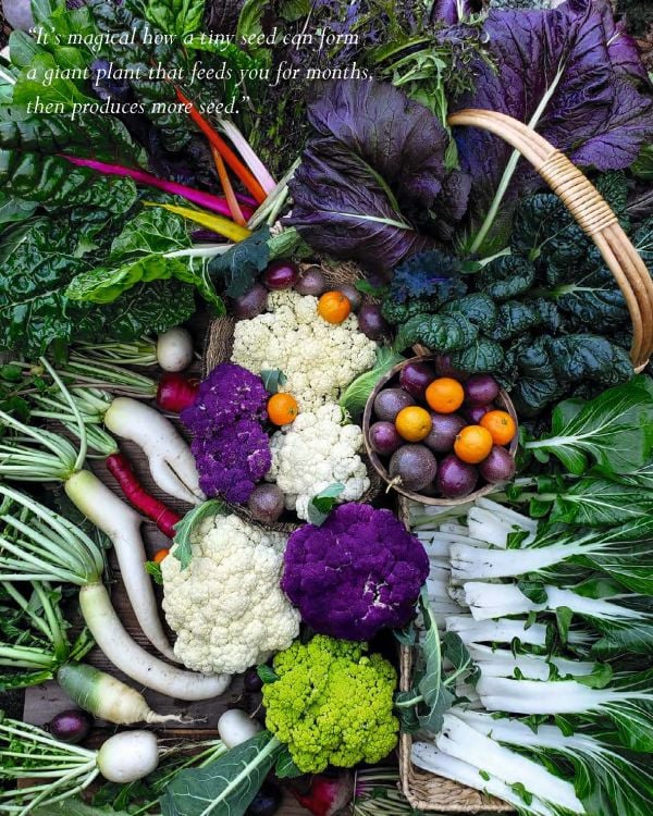 Cover of swiss chard, courgettes, apples, tomatoes, garlic, green beans, calendula, avocados, Urban Homesteads in white font