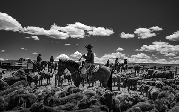 Book cover of Anouk Krantz’s Ranchland: Wagonhound, featuring a vast landscape, with horse and rider in foreground. Published by Images Publishing.