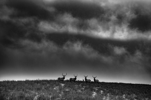 Book cover of Anouk Krantz’s Ranchland: Wagonhound, featuring a vast landscape, with horse and rider in foreground. Published by Images Publishing.