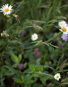 Low angle of daisies in prairie landscape, blurred image of nude female laying on front, FLOWER SHOWER Alexandra Sophie in pink metallic font