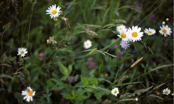 Book cover of Flower Shower, with a nude figure lying in a field of daisies. Published by Images Publishing.