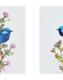 Australian gang-gang cockatoo with blue feathers and bright orange crest, sitting on branch of pink flowers, white cover, Homage to the Bird in black font to bottom left.