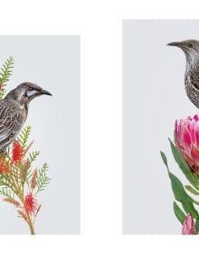 Australian gang-gang cockatoo with blue feathers and bright orange crest, sitting on branch of pink flowers, white cover, Homage to the Bird in black font to bottom left.