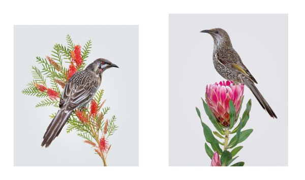 Book cover of Homage to the Bird, featuring an Australian gang-gang cockatoo with blue feathers and bright orange crest, sitting on branch of pink flowers. Published by Images Publishing.