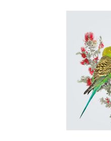 Book cover of Homage to the Bird, featuring an Australian gang-gang cockatoo with blue feathers and bright orange crest, sitting on branch of pink flowers. Published by Images Publishing.