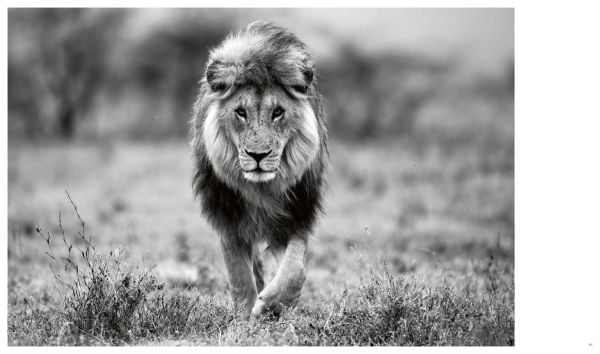 Book cover of Among the Living, Where You Belong, with a side profile of African elephant with long tusks. Published by Images Publishing.