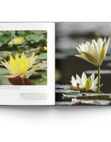 Book cover of Water Lilies: and Bory Latour-Marliac, the Genius Behind Monet's Water Lilies, with two pink lilies floating on blue water with green lily pads. Published by ACC Art Books.