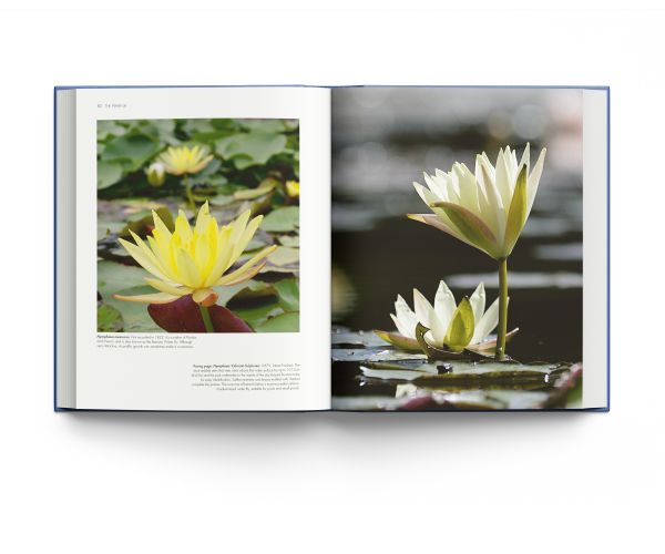 Book cover of Water Lilies: and Bory Latour-Marliac, the Genius Behind Monet's Water Lilies, with two pink lilies floating on blue water with green lily pads. Published by ACC Art Books.