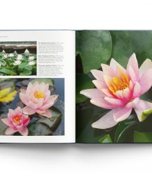 Book cover of Water Lilies: and Bory Latour-Marliac, the Genius Behind Monet's Water Lilies, with two pink lilies floating on blue water with green lily pads. Published by ACC Art Books.