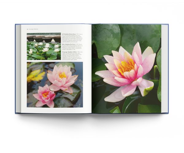 Book cover of Water Lilies: and Bory Latour-Marliac, the Genius Behind Monet's Water Lilies, with two pink lilies floating on blue water with green lily pads. Published by ACC Art Books.