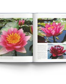 Book cover of Water Lilies: and Bory Latour-Marliac, the Genius Behind Monet's Water Lilies, with two pink lilies floating on blue water with green lily pads. Published by ACC Art Books.