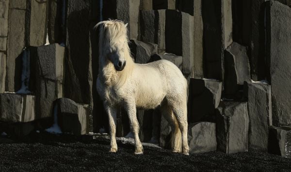 Book cover of In the Land of Fire and Ice: Horses of Iceland; featuring three white horses playing in the snow. Published by Images Publishing.