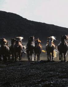 In the Land of Fire and Ice