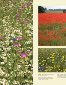 Book cover of Charles Flower's Where Have All the Flowers Gone? Restoring Wild Flowers to the Countryside, with a honey bee sitting on daisy, blue sky behind. Published by Papadakis.