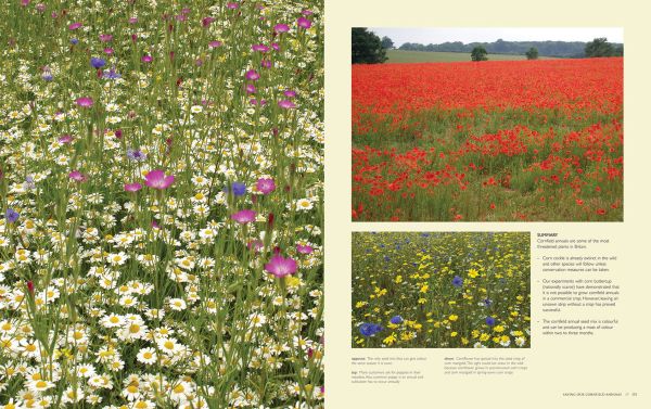 Book cover of Charles Flower's Where Have All the Flowers Gone? Restoring Wild Flowers to the Countryside, with a honey bee sitting on daisy, blue sky behind. Published by Papadakis.