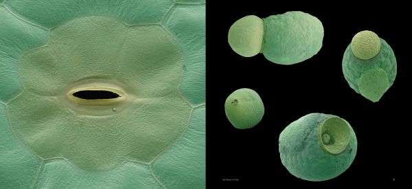 Book cover of Fruit: Edible, Inedible, Incredible, with close-up of raspberry. Published by Papadakis.