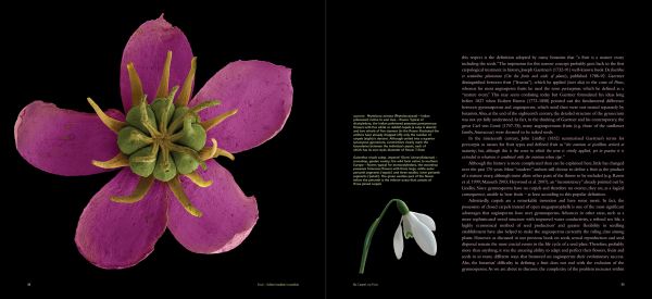 Book cover of Fruit: Edible, Inedible, Incredible, with close-up of raspberry. Published by Papadakis.