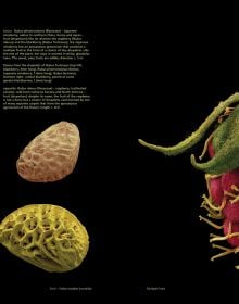 Book cover of Fruit: Edible, Inedible, Incredible, with close-up of raspberry. Published by Papadakis.