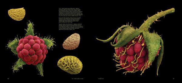Book cover of Fruit: Edible, Inedible, Incredible, with close-up of raspberry. Published by Papadakis.