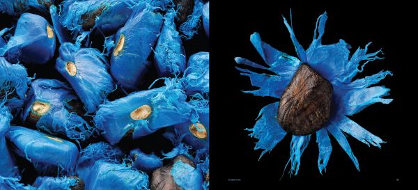 Book cover of Fruit: Edible, Inedible, Incredible, with close-up of raspberry. Published by Papadakis.