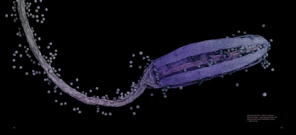 Book cover of Pollen: The Hidden Sexuality of Flowers, with macro photo of pollen. Published by Papadakis.