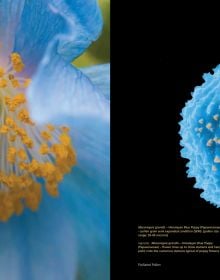 Book cover of Pollen: The Hidden Sexuality of Flowers, with macro photo of pollen. Published by Papadakis.