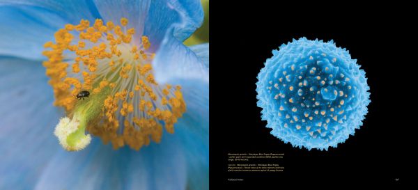 Book cover of Pollen: The Hidden Sexuality of Flowers, with macro photo of pollen. Published by Papadakis.