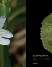 Book cover of Pollen: The Hidden Sexuality of Flowers, with macro photo of pollen. Published by Papadakis.