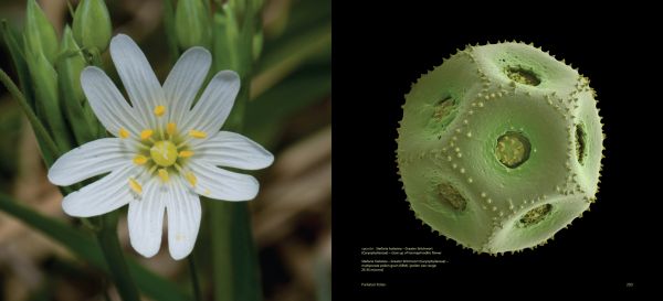 Book cover of Pollen: The Hidden Sexuality of Flowers, with macro photo of pollen. Published by Papadakis.