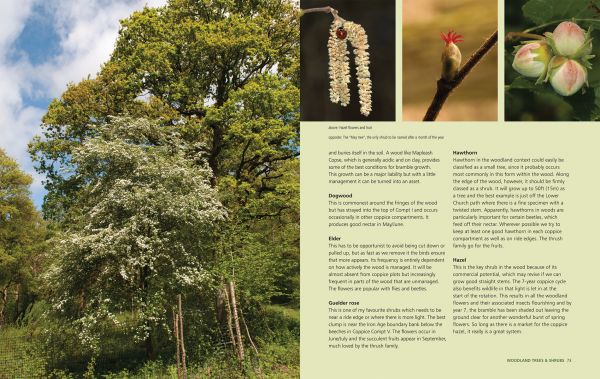 Book cover of Charles Flower's Irreplaceable Woodlands: Some Practical Steps to Restoring our Wildlife Heritage, with a woodland with bluebells. Published by Papadakis.