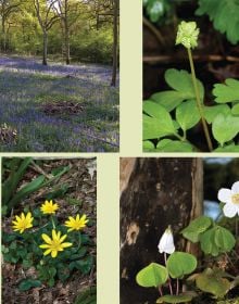 Book cover of Charles Flower's Irreplaceable Woodlands: Some Practical Steps to Restoring our Wildlife Heritage, with a woodland with bluebells. Published by Papadakis.