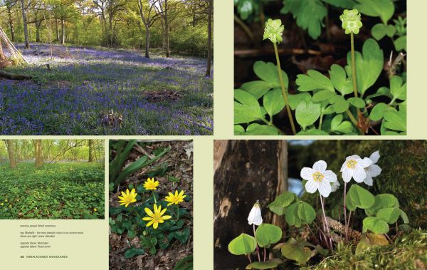 Book cover of Charles Flower's Irreplaceable Woodlands: Some Practical Steps to Restoring our Wildlife Heritage, with a woodland with bluebells. Published by Papadakis.