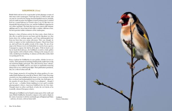 Book cover of How To See Birds: An Enthusiast's Guide, featuring a kingfisher perched on a branch above a river. Published by Papadakis.
