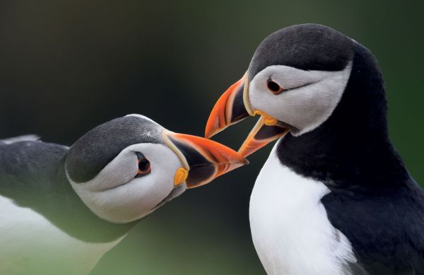 Book cover of How To See Birds: An Enthusiast's Guide, featuring a kingfisher perched on a branch above a river. Published by Papadakis.