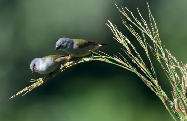 Book cover of How To See Birds: An Enthusiast's Guide, featuring a kingfisher perched on a branch above a river. Published by Papadakis.