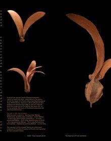Book cover of Seeds: Time Capsules of Life, with a macro photo of seed case. Published by Papadakis.