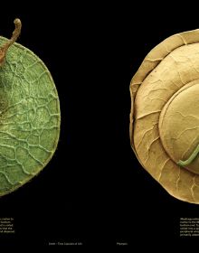 Book cover of Seeds: Time Capsules of Life, with a macro photo of seed case. Published by Papadakis.