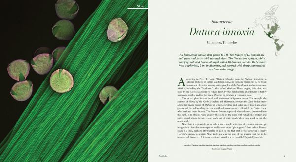 Book cover of Microcosms: Sacred Plants of the Americas. Published by Papadakis.