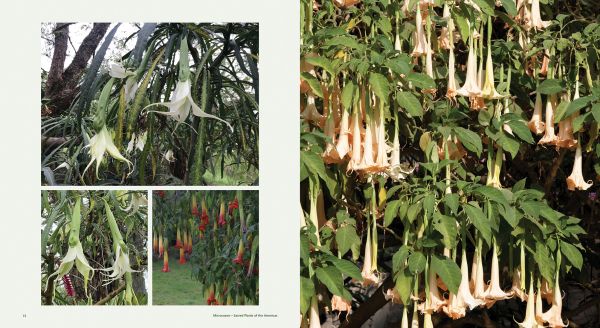 Book cover of Microcosms: Sacred Plants of the Americas. Published by Papadakis.